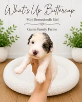 What’s Up Buttercup , a female Bernedoodle and Miniature Bernedoodle for sale in Haslet, TX – 2 of 6