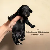 Grits English Teddybear , a male Goldendoodle and English Goldendoodle for sale in Haslet, TX – 2 of 3