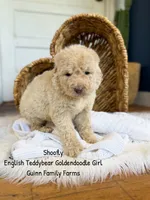 Shoofly, a female Goldendoodle for sale in Haslet, TX – 4 of 6