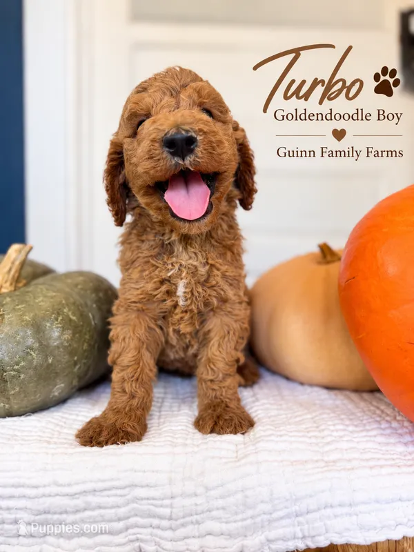 Turbo  – Goldendoodle puppy for sale in Haslet, TX