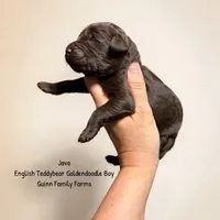 Java English Teddybear , a male Goldendoodle and English Goldendoodle for sale in Haslet, TX – 1 of 3
