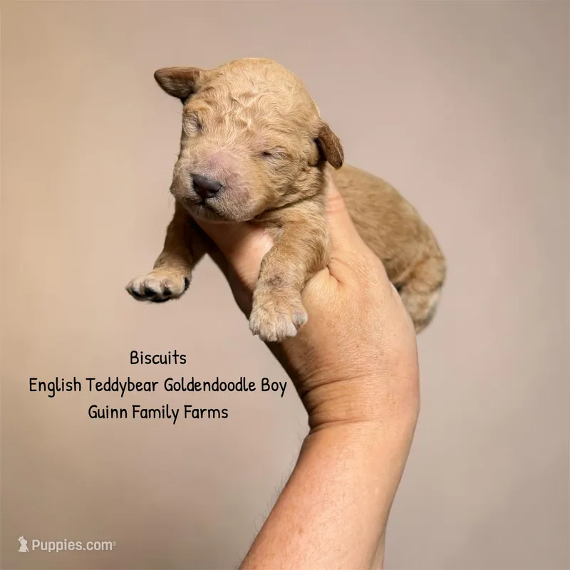 Biscuits English Teddybear  – Goldendoodle, English Goldendoodle puppy for sale in Haslet, TX