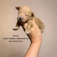 Biscuits English Teddybear , a male Goldendoodle and English Goldendoodle for sale in Haslet, TX – 1 of 3