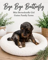 Bye Bye Butterfly, a female Bernedoodle and Miniature Bernedoodle for sale in Haslet, TX – 2 of 4