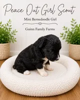 Peace Out Girl Scout , a female Bernedoodle and Miniature Bernedoodle for sale in Haslet, TX – 2 of 5