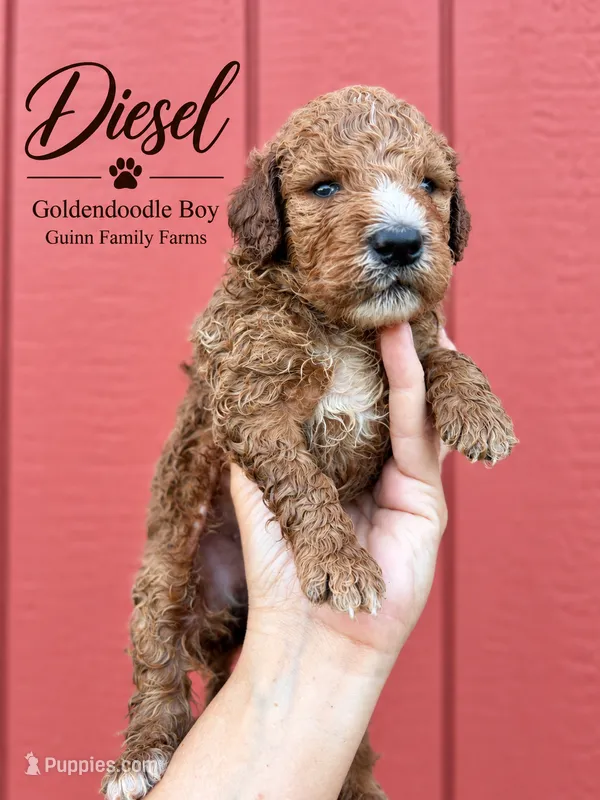 Diesel – Goldendoodle puppy for sale in Haslet, TX