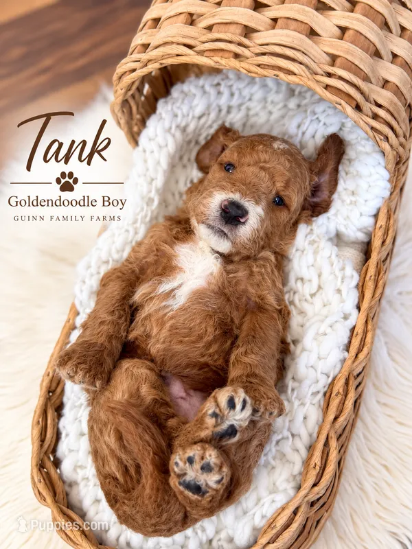 Tank – Goldendoodle puppy for sale in Haslet, TX