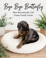 Bye Bye Butterfly, a female Bernedoodle and Miniature Bernedoodle for sale in Haslet, TX – 3 of 4