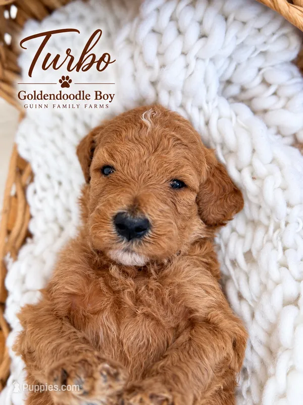 Turbo – Goldendoodle puppy for sale in Haslet, TX
