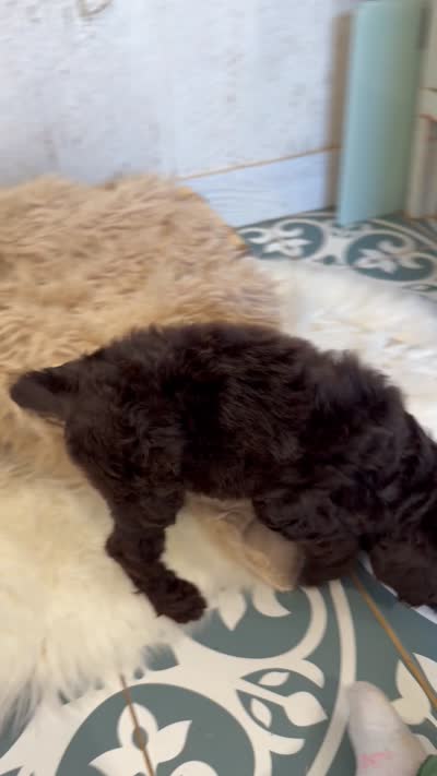 Coco Puff English Teddybear , a female Goldendoodle and English Goldendoodle for sale in Haslet, TX – 8 of 8