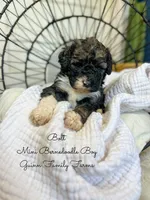 Bolt, a male Miniature Bernedoodle for sale in Haslet, TX – 3 of 5