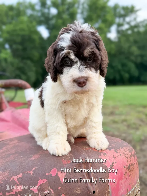 Jack Hammer  – Miniature Bernedoodle puppy for sale in Haslet, TX