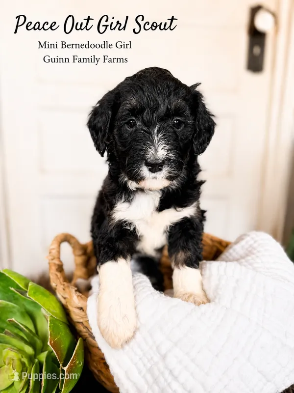 Peace Out Girl Scout  – Bernedoodle, Miniature Bernedoodle puppy for sale in Haslet, TX