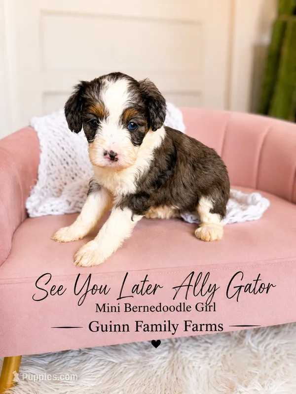 See You Later Ally Gator  – Bernedoodle, Miniature Bernedoodle puppy for sale in Haslet, TX