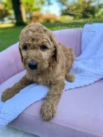 Strawberry Kiss, a female Goldendoodle for sale in Haslet, TX – 2 of 6