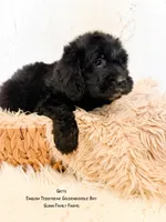 Grits English Teddybear , a male Goldendoodle and English Goldendoodle for sale in Haslet, TX – 4 of 9