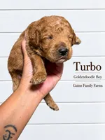 Turbo, a female Goldendoodle for sale in Haslet, TX – 1 of 4