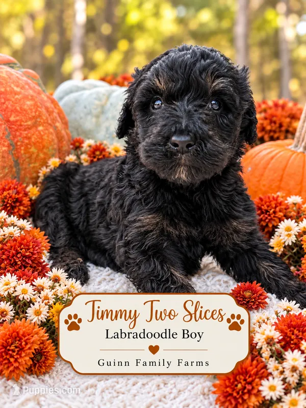 Timmy Two Slices Phantom – Labradoodle puppy for sale in Haslet, TX