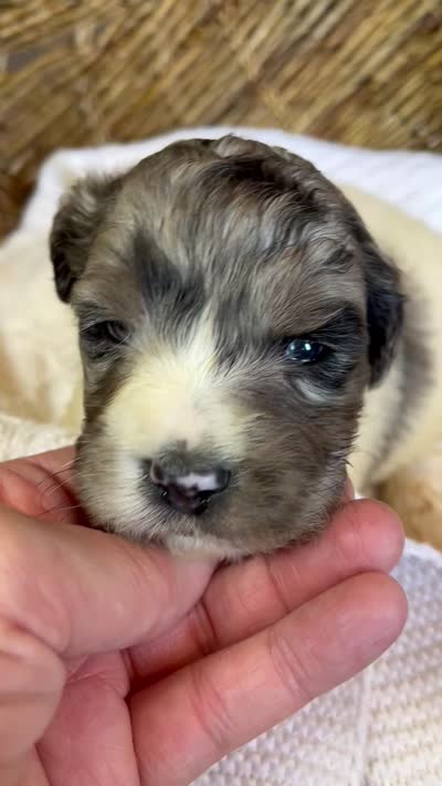 Luna, a female Labradoodle for sale in Haslet, TX – 9 of 9
