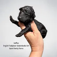 Waffles , a female English Goldendoodle for sale in Haslet, TX – 2 of 2