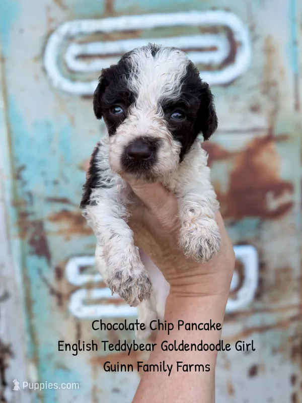 Chocolate Chip Pancake  – Goldendoodle, English Goldendoodle puppy for sale in Haslet, TX
