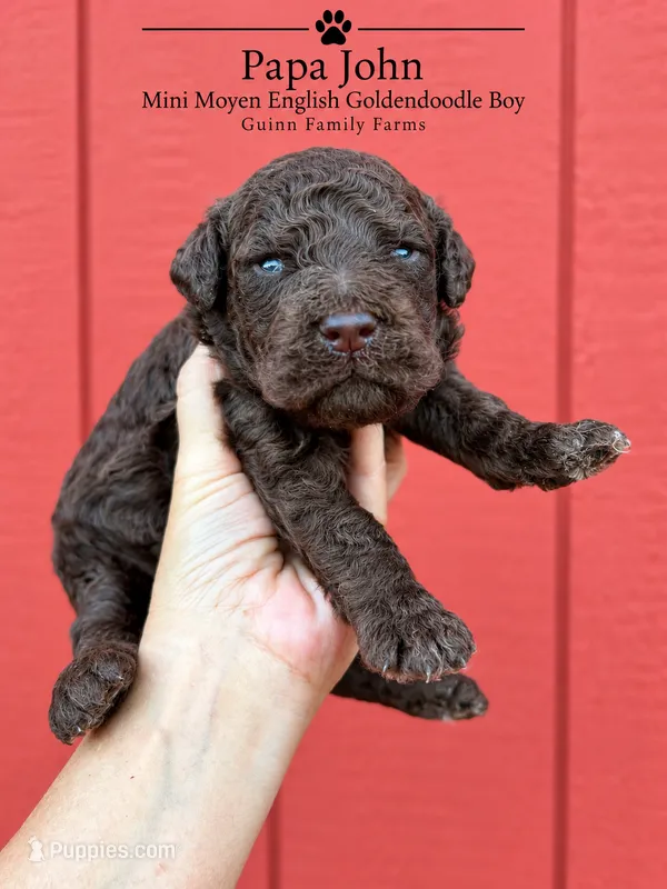 PaPa John Chocolate – English Goldendoodle, Miniature Goldendoodle puppy for sale in Haslet, TX