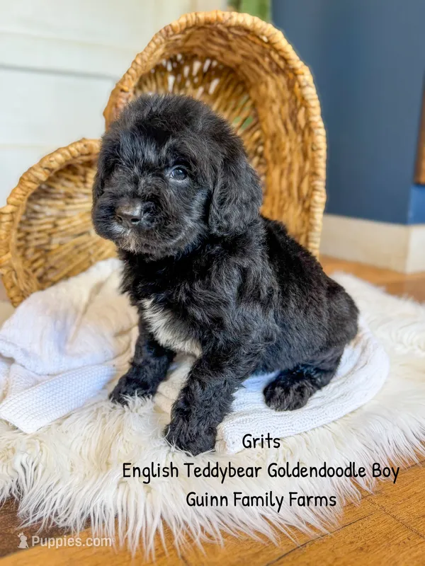 Grits English Teddybear  – Goldendoodle, English Goldendoodle puppy for sale in Haslet, TX