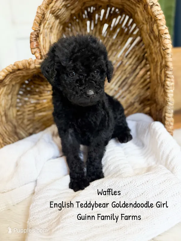 Waffles  – English Goldendoodle puppy for sale in Haslet, TX