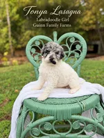 Tonya Lasagna Merle Parti, a female Labradoodle for sale in Haslet, TX – 5 of 5