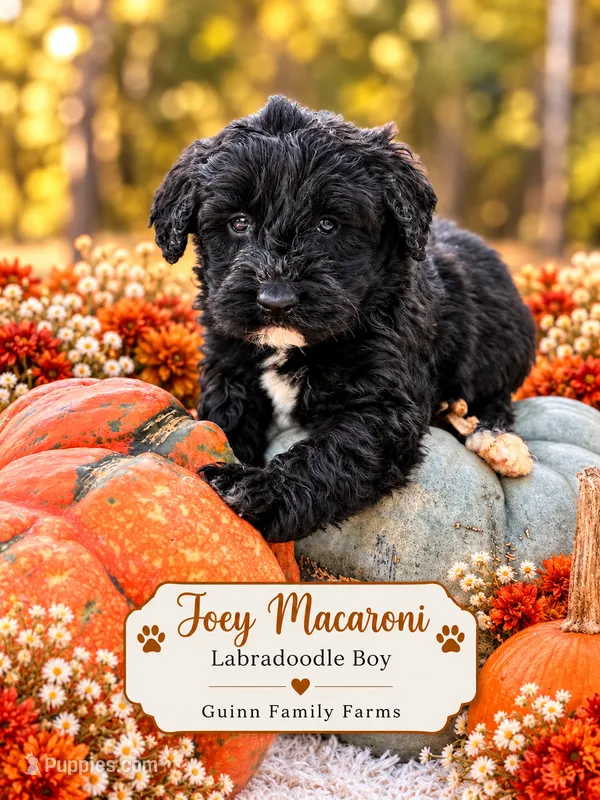 Joey Macaroni  – Labradoodle puppy for sale in Haslet, TX