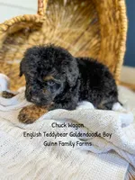 Chuck Wagon, a male Goldendoodle for sale in Haslet, TX – 3 of 6