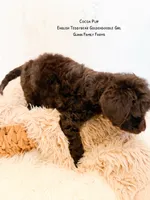 Coco Puff English Teddybear , a female Goldendoodle and English Goldendoodle for sale in Haslet, TX – 3 of 8
