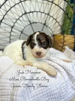 Jack Hammer , a male Miniature Bernedoodle for sale in Haslet, TX – 4 of 4