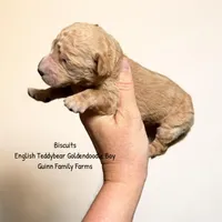 Biscuits English Teddybear , a male Goldendoodle and English Goldendoodle for sale in Haslet, TX – 2 of 3