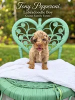 Tony Pepperoni Red Merle , a male Labradoodle for sale in Haslet, TX – 3 of 6