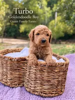 Turbo , a female Goldendoodle for sale in Haslet, TX – 5 of 5