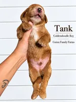 Tank, a female Goldendoodle for sale in Haslet, TX – 4 of 5