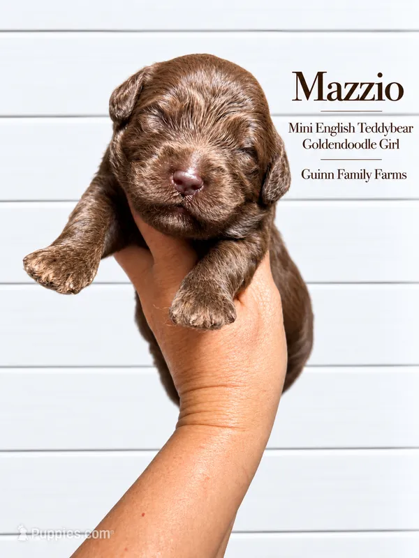 Mazzio Chocolate  – English Goldendoodle, Miniature Goldendoodle puppy for sale in Haslet, TX