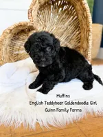 Muffin English , a female Goldendoodle and English Goldendoodle for sale in Haslet, TX – 6 of 6
