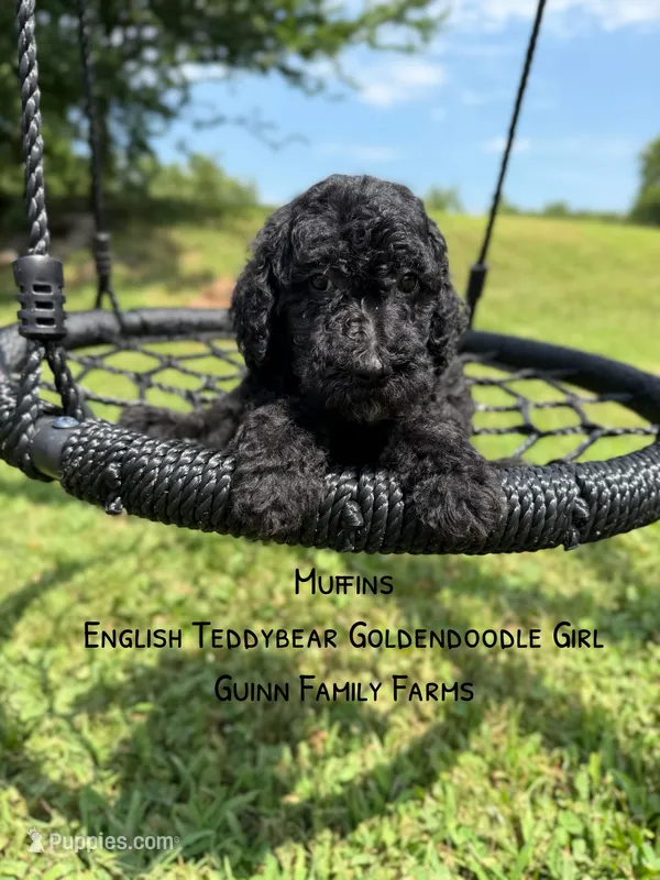 Muffin English  – Goldendoodle, English Goldendoodle puppy for sale in Haslet, TX