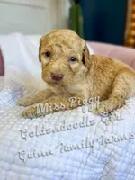 Miss Piggy , a female Goldendoodle for sale in Haslet, TX – Photo 1 of 4