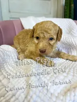Miss Piggy , a female Goldendoodle for sale in Haslet, TX – Photo 2 of 4
