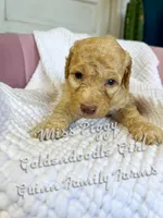 Miss Piggy , a female Goldendoodle for sale in Haslet, TX – Photo 4 of 4