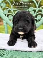 Joey Macaroni , a male Labradoodle for sale in Haslet, TX – 3 of 8