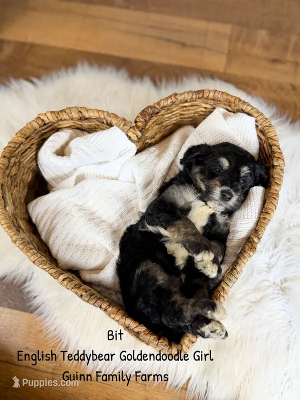 Bit Tri Color – Goldendoodle puppy for sale in Haslet, TX