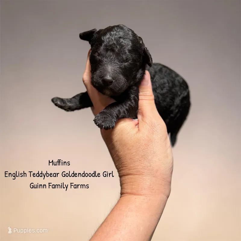 Muffin English  – Goldendoodle, English Goldendoodle puppy for sale in Haslet, TX