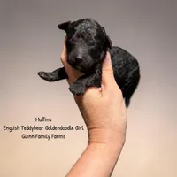Muffin English , a female Goldendoodle and English Goldendoodle for sale in Haslet, TX – 1 of 3