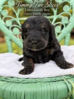 Timmy Two Slices Phantom, a male Labradoodle for sale in Haslet, TX – 3 of 5