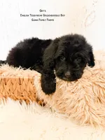 Grits English Teddybear , a male Goldendoodle and English Goldendoodle for sale in Haslet, TX – 1 of 9
