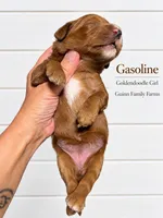 Gasoline , a female Goldendoodle for sale in Haslet, TX – 3 of 4